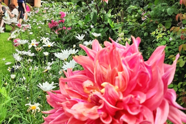 Chenies Manor House Dahlia Festival