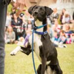 Chenies Manor House dog show