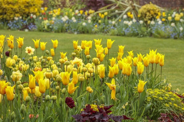 Chenies Manor House Tulip Festival