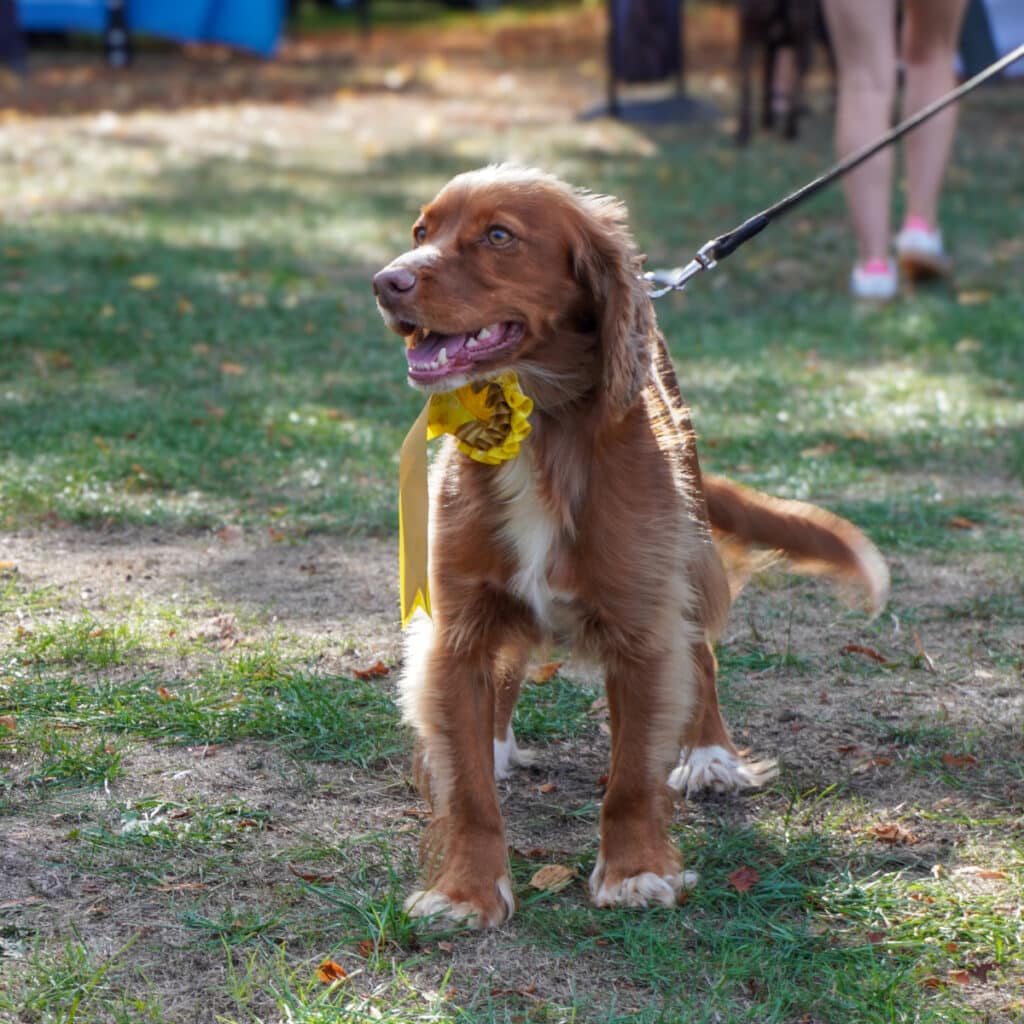 dog show3