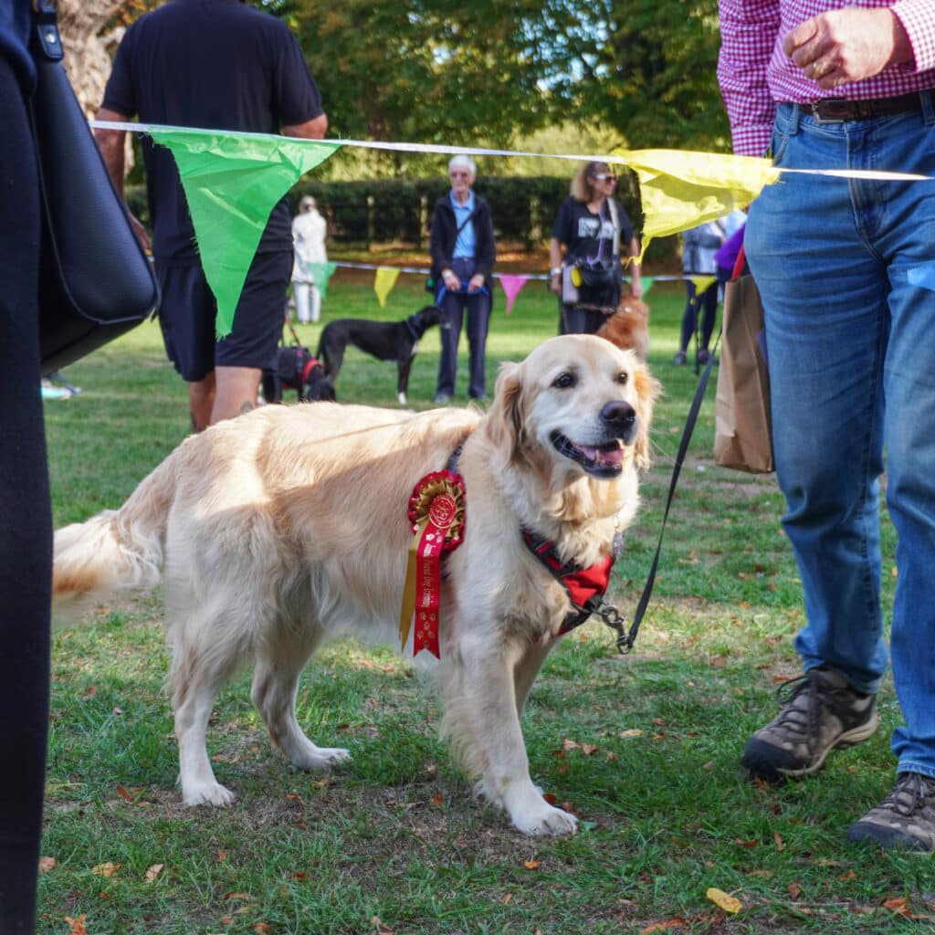 dog show4