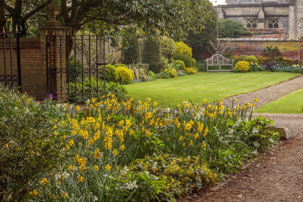 Chenies Manor Daffodils