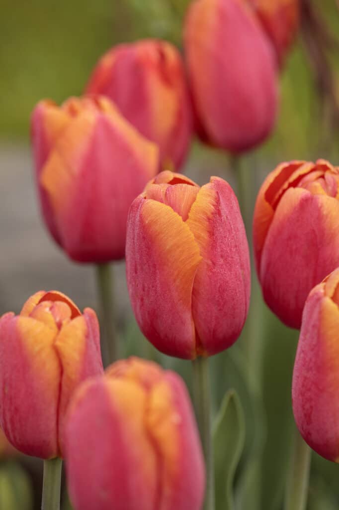 Red classic tulips at Chenies Manor House