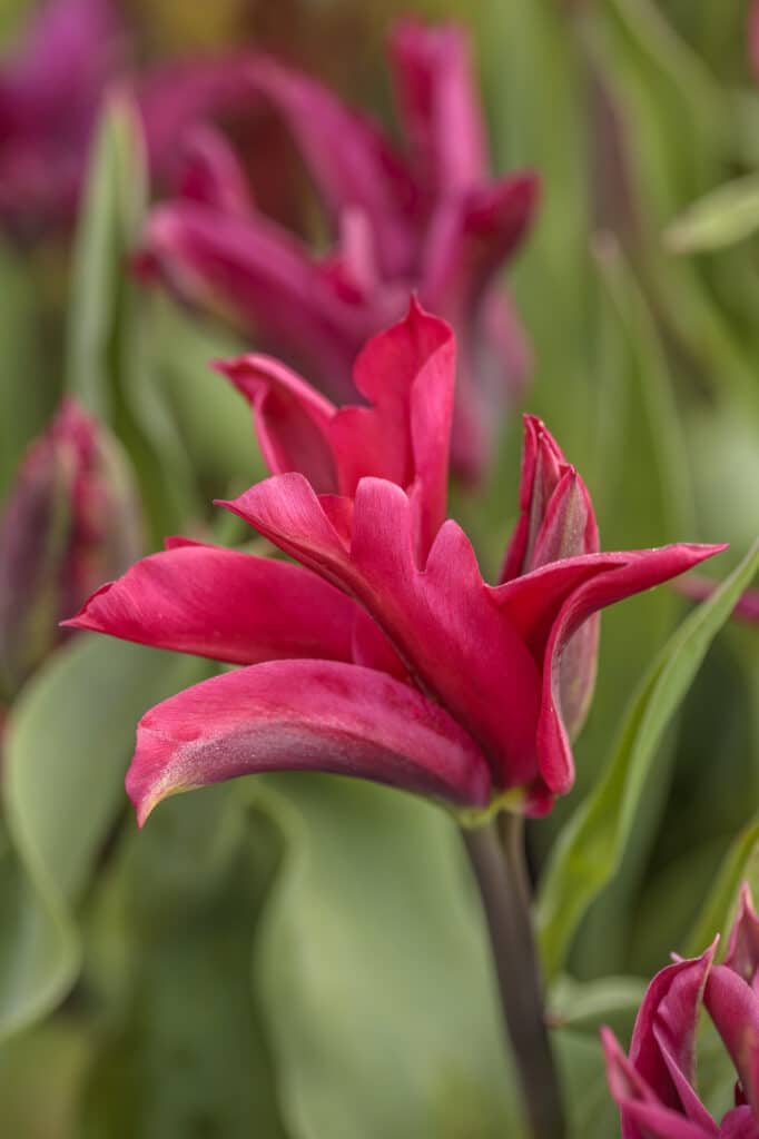 Red trumpet tulips at Chenies Manor
