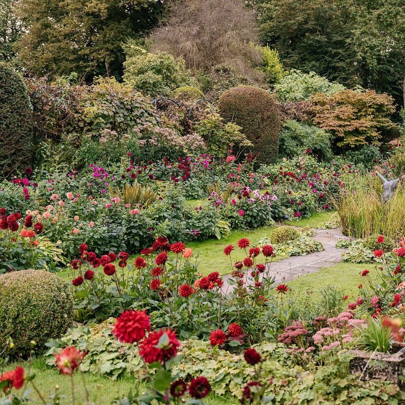 Chenies Manor House Dahlias