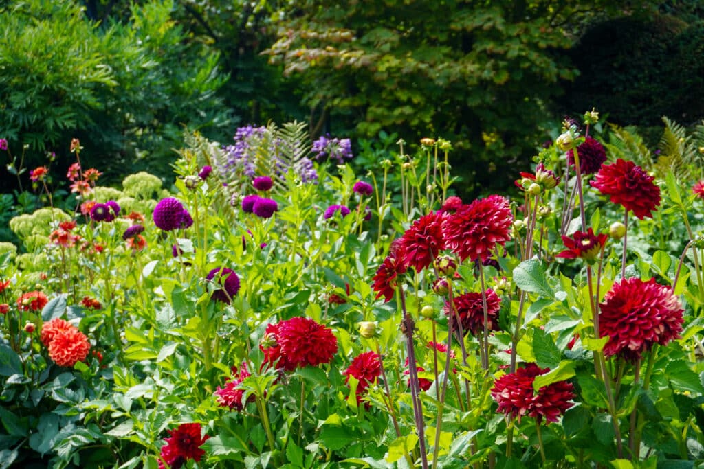 Dahlia Festival